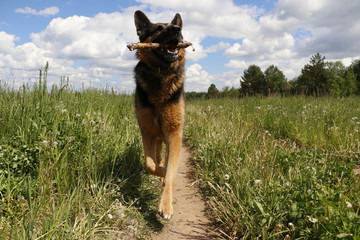 Dog german shepherd on the field in summer day