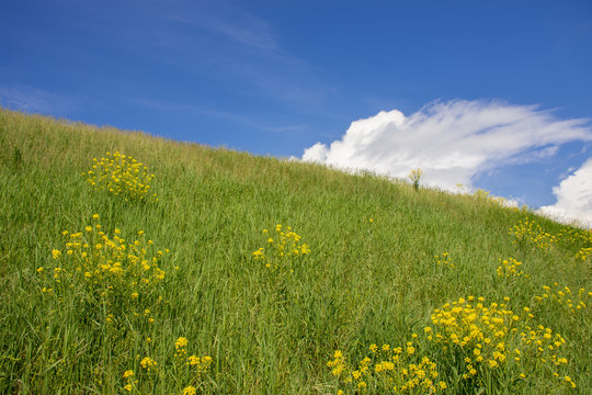 Landscape of a field with flowers and blue clear sky. Panorama of wild summer herbs. A large sky on a summer day.