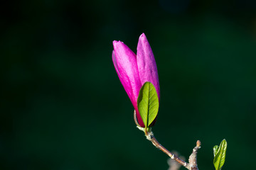 Fototapeta na wymiar Magnolia