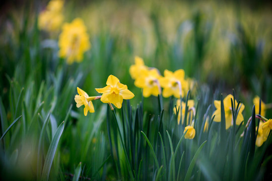 Blooming narcissus