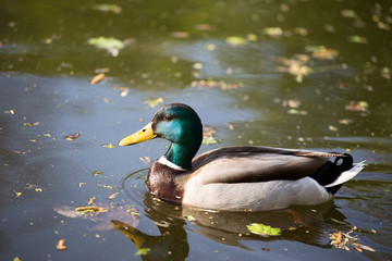 Obraz premium Duck on the lake