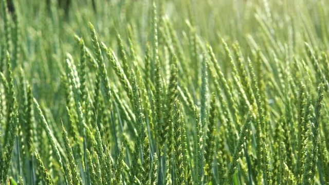 Spelt wheat crops close up, dinkel or hulled wheat in cultivated field