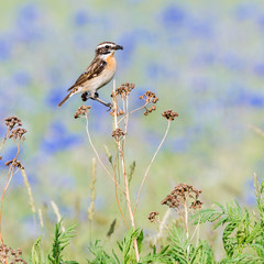 Ein Braunkehlchen (Saxicola rubetra) vor einem Feld mit blauen Kornblumen (Centaurea cyanus)