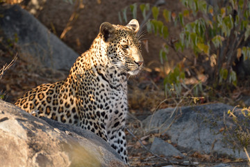 African leopard male pausing for a rest while patrolling his area early in the morning 