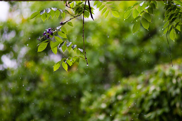 raining drops with natural background