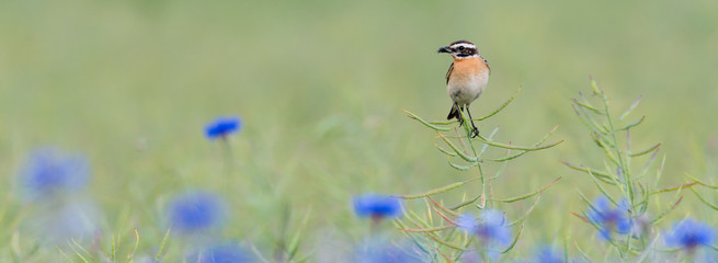 Ein Braunkehlchen (Saxicola rubetra) auf einer Rapsschote vom Raps (Brassica napus) im Rapsfeld mit Kornblumen (Centaurea cyanus)