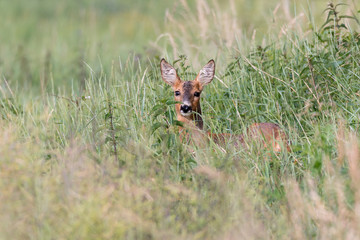 Ein Reh (Capreolus capreolus) versteckt sich im hohen Gras und sichert die Umgebung