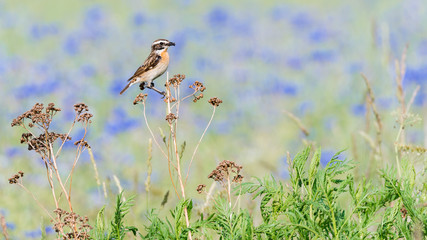 Ein Braunkehlchen (Saxicola rubetra) vor einem Feld mit blauen Kornblumen (Centaurea cyanus)