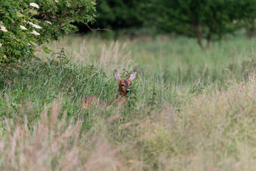 Ein Reh (Capreolus capreolus) versteckt sich im hohen Gras und sichert die Umgebung