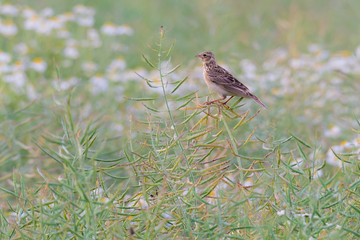 Eine Feldlerche (Alauda arvensis) auf einer Rapsschote im Raps (Brassica napus) vom Rapsfeld