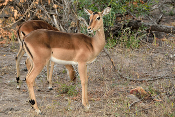 Impala ewe on the lookout for predators while grazing with the herd. 