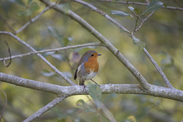 Robin Red Breast (Erithacus rubecula)