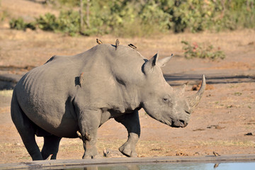 Obraz premium Lone African white rhinoceros moving away from the waterhole after drinking and accompanied by an accompaniment of Red-billed Oxpeckers.