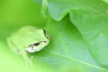 Green frog