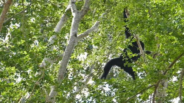 Agile gibbon, black-handed gibbon, swings on branches. slow motion.