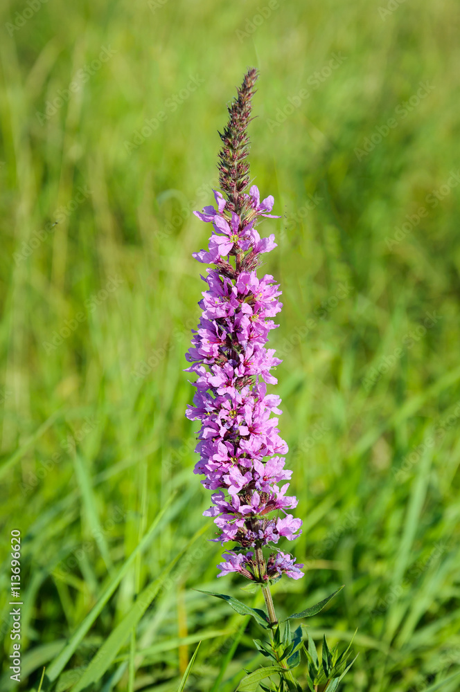 Sticker Blossoming purple loosestrife from close