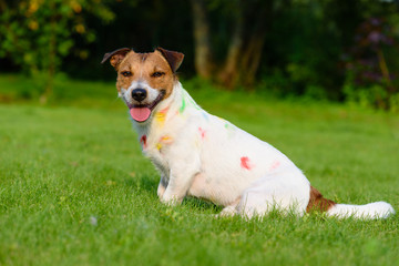 Funny naughty dog has got dirty and stained with colourful paint