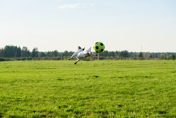 Dog jumping and flying playing with soccer (football) ball