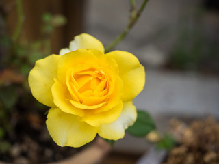 Beautiful yellow rose
