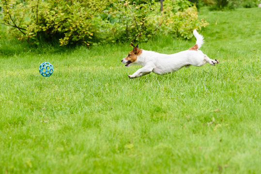 Side View Of Dog Running And Chasing A Ball, Playing At Back Yard