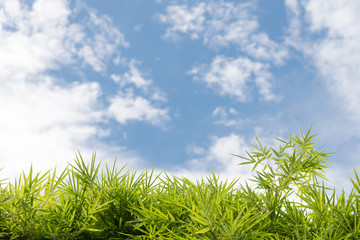 Bamboo leaves background