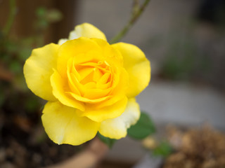 Beautiful yellow rose