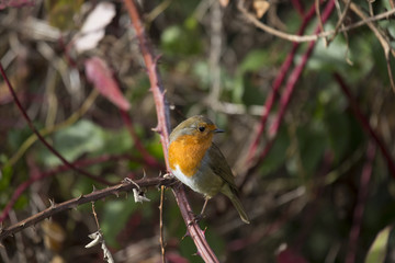 Robin Red Breast (Erithacus rubecula)