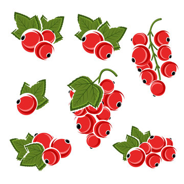 Red currant set. Vector