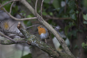 Robin Red Breast (Erithacus rubecula)