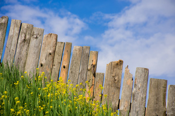 Pastoral views of the palisade of boards surrounded by yellow flowers. Palisade fence is a village. Rural life outside the city. Landscape on bright flowers and a wooden fence on a ranch. 