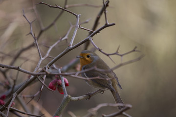 Robin Red Breast (Erithacus rubecula)