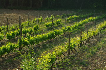 Vignes dans la Drôme