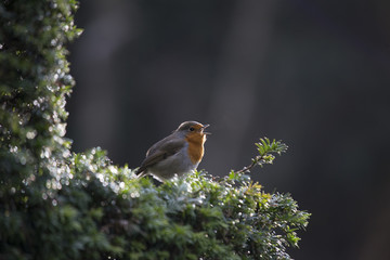 Robin Red Breast (Erithacus rubecula)