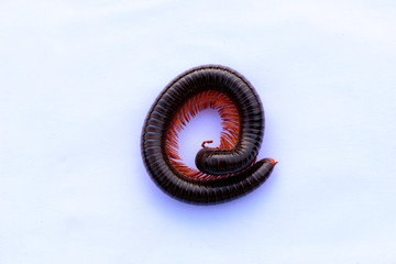 Siamese Millipede isolated on white background.
