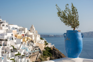 Olive tree in Thera, Santorini
