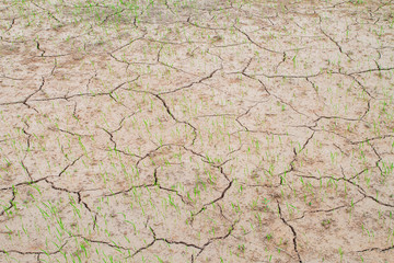 rice plant growth in cracked mud