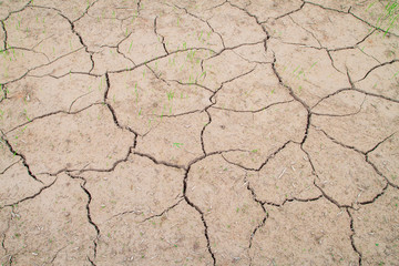 rice plant growth in cracked mud