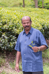 Specialis/Photo specialist in the field of tea, holding a sprig of the tea varieties Camellia sinensison on the background of Boh tea plantation