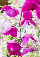 Orchid Flower, Beautiful Orchid Is considered the queen of flowe