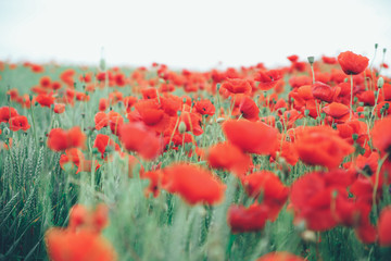 Obraz premium Poppy field