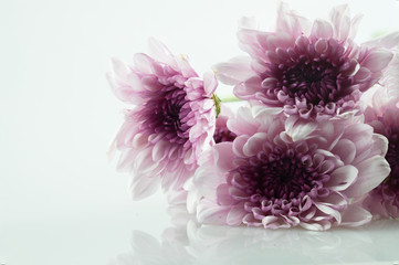 pink daisy flower purple daisy flower white daisy flower on isolate background text word on...