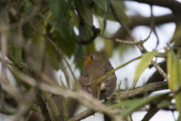 Robin Red Breast (Erithacus rubecula)
