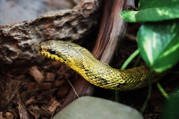 Rat snake