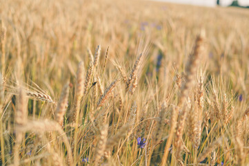Closeup on wheat field and countryside scenery