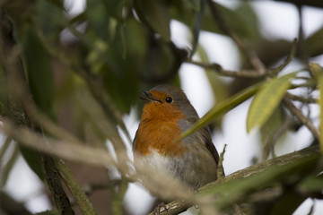Robin Red Breast (Erithacus rubecula)