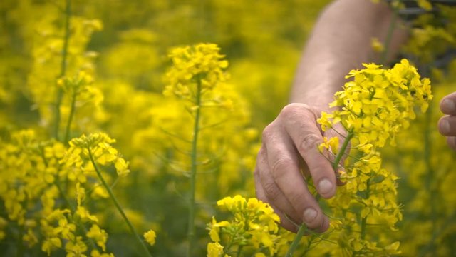 Male Farmer in Oilseed Rapeseed Cultivated Agricultural Field Examining Canola