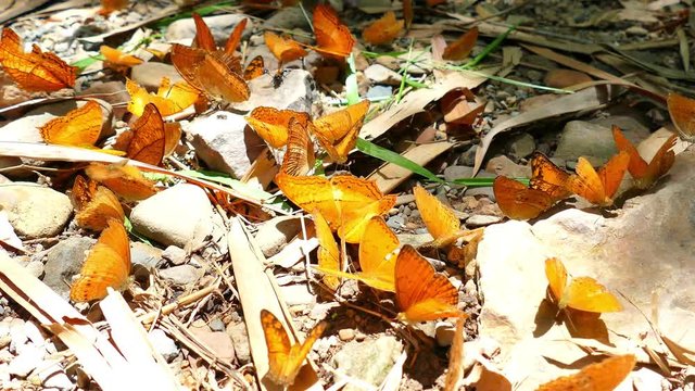Butterflies are eat mineral on the ground 2.
rotate camera