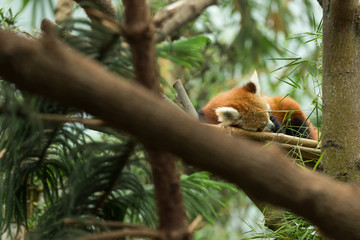 Red panda sleeping
