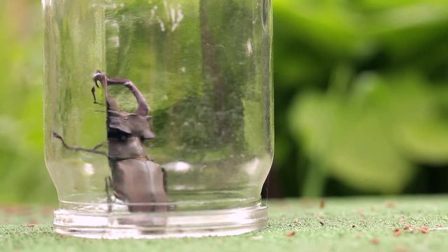 Male Stag beetle under a glass jar.