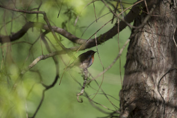 Robin Red Breast (Erithacus rubecula)